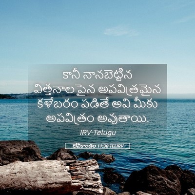 Picture 05 - లేవీకాండం 11:38 TELIRV - కానీ నానబెట్టిన - Bible Verse Picture