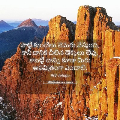 Picture 05 - లేవీకాండం 11:5 TELIRV - పొట్టి కుందేలు - Bible Verse Picture