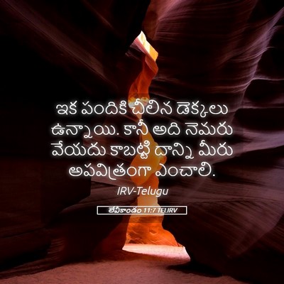 Picture 05 - లేవీకాండం 11:7 TELIRV - ఇక పందికి చీలిన - Bible Verse Picture