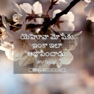 Picture 05 - లేవీకాండం 22:26 TELIRV - యెహోవా మోషేకు - Bible Verse Picture