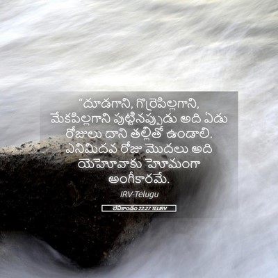Picture 05 - లేవీకాండం 22:27 TELIRV - “దూడగాని, - Bible Verse Picture