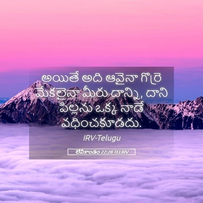 Picture 05 - లేవీకాండం 22:28 TELIRV - అయితే అది ఆవైనా - Bible Verse Picture
