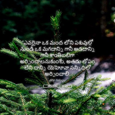 Picture 05 - లేవీకాండం 3:1 TELIRV - “ఎవరైనా ఒక మంద - Bible Verse Picture
