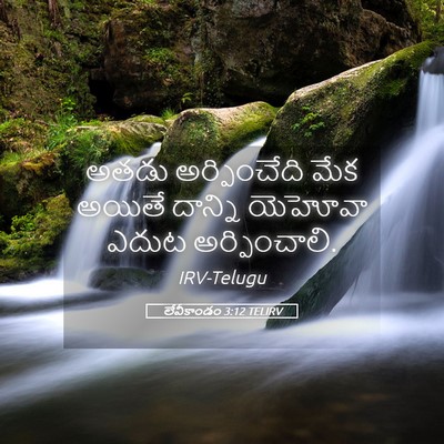 Picture 05 - లేవీకాండం 3:12 TELIRV - అతడు అర్పించేది - Bible Verse Picture