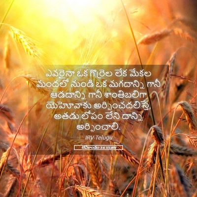 Picture 05 - లేవీకాండం 3:6 TELIRV - ఎవరైనా ఒక గొర్రెల - Bible Verse Picture