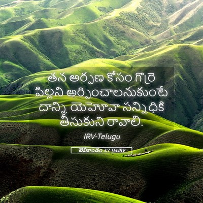 Picture 05 - లేవీకాండం 3:7 TELIRV - తన అర్పణ కోసం - Bible Verse Picture