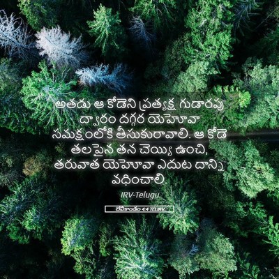 Picture 05 - లేవీకాండం 4:4 TELIRV - అతడు ఆ కోడెని - Bible Verse Picture