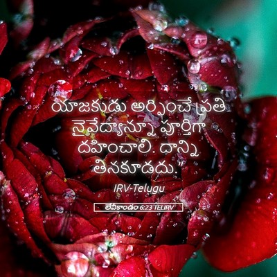 Picture 05 - లేవీకాండం 6:23 TELIRV - యాజకుడు అర్పించే - Bible Verse Picture