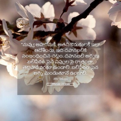 Picture 05 - లేవీకాండం 6:9 TELIRV - “నువ్వు అహరోనుకీ, - Bible Verse Picture
