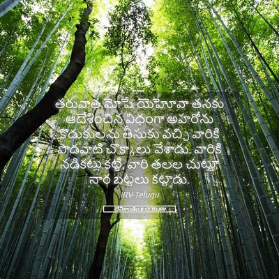 Picture 05 - లేవీకాండం 8:13 TELIRV - తరువాత మోషే - Bible Verse Picture