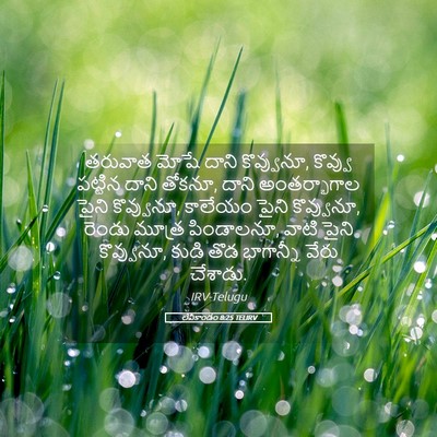 Picture 05 - లేవీకాండం 8:25 TELIRV - తరువాత మోషే దాని - Bible Verse Picture