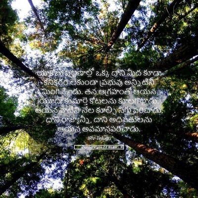 Picture 05 - విలాపవాక్యాలు 2:2 TELIRV - యాకోబు పట్టణాల్లో - Bible Verse Picture