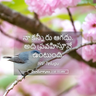 Picture 05 - విలాపవాక్యాలు 3:50 TELIRV - నా కన్నీరు ఆగదు. - Bible Verse Picture