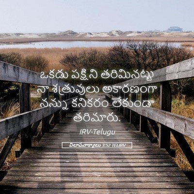 Picture 05 - విలాపవాక్యాలు 3:52 TELIRV - ఒకడు పక్షిని - Bible Verse Picture