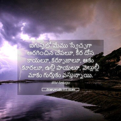 Picture 05 - సంఖ్యాకాండం 11:5 TELIRV - ఐగుప్తులో మేము - Bible Verse Picture