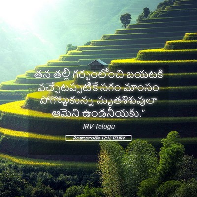 Picture 05 - సంఖ్యాకాండం 12:12 TELIRV - తన తల్లి - Bible Verse Picture
