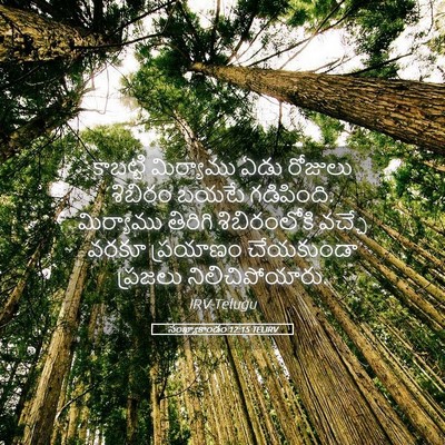 Picture 05 - సంఖ్యాకాండం 12:15 TELIRV - కాబట్టి మిర్యాము - Bible Verse Picture