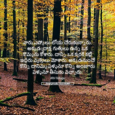 Picture 05 - సంఖ్యాకాండం 13:23 TELIRV - వారు ఎష్కోలు లోయ - Bible Verse Picture