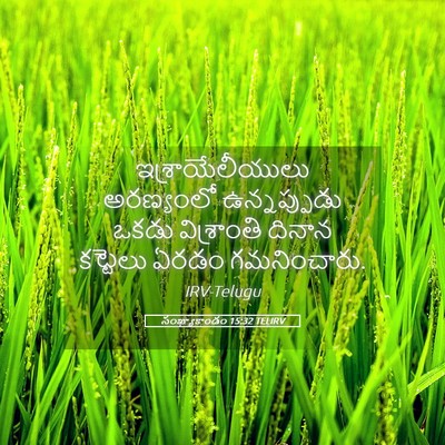 Picture 05 - సంఖ్యాకాండం 15:32 TELIRV - ఇశ్రాయేలీయులు - Bible Verse Picture