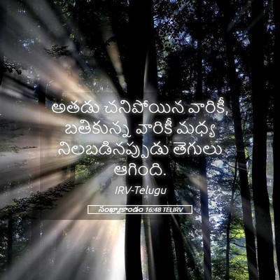 Picture 05 - సంఖ్యాకాండం 16:48 TELIRV - అతడు చనిపోయిన - Bible Verse Picture