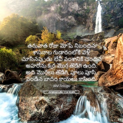 Picture 05 - సంఖ్యాకాండం 17:8 TELIRV - తరువాత రోజు మోషే - Bible Verse Picture