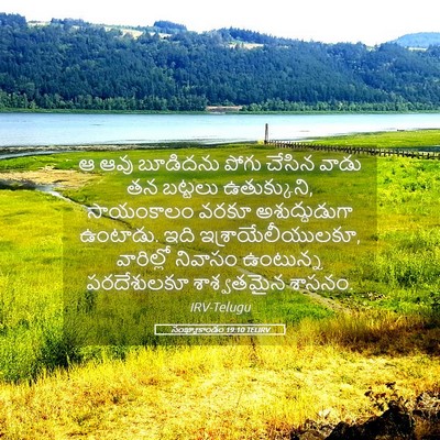 Picture 05 - సంఖ్యాకాండం 19:10 TELIRV - ఆ ఆవు బూడిదను పోగు - Bible Verse Picture