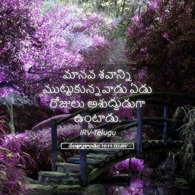 Picture 05 - సంఖ్యాకాండం 19:11 TELIRV - మానవ శవాన్ని - Bible Verse Picture