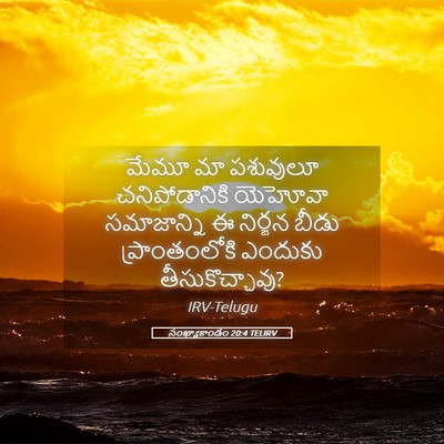 Picture 05 - సంఖ్యాకాండం 20:4 TELIRV - మేమూ మా పశువులూ - Bible Verse Picture