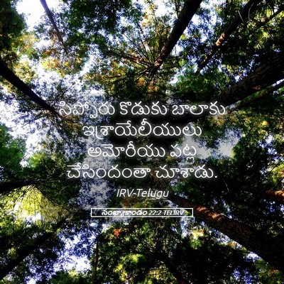 Picture 05 - సంఖ్యాకాండం 22:2 TELIRV - సిప్పోరు కొడుకు - Bible Verse Picture