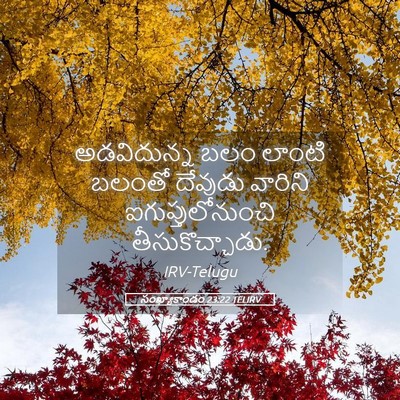 Picture 05 - సంఖ్యాకాండం 23:22 TELIRV - అడవిదున్న బలం - Bible Verse Picture