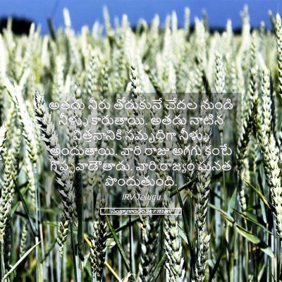 Picture 05 - సంఖ్యాకాండం 24:7 TELIRV - అతడు నీరు - Bible Verse Picture