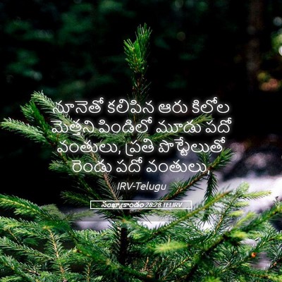 Picture 05 - సంఖ్యాకాండం 28:28 TELIRV - నూనెతో కలిపిన ఆరు - Bible Verse Picture