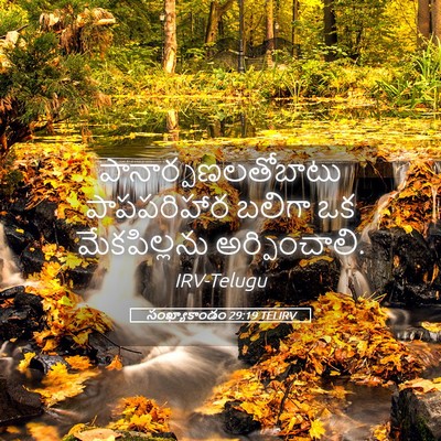 Picture 05 - సంఖ్యాకాండం 29:19 TELIRV - పానార్పణలతోబాటు - Bible Verse Picture