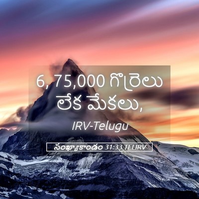 Picture 05 - సంఖ్యాకాండం 31:33 TELIRV - 6, 75,000 గొర్రెలు లేక - Bible Verse Picture
