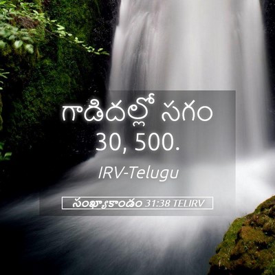 Picture 05 - సంఖ్యాకాండం 31:38 TELIRV - గాడిదల్లో సగం 30, - Bible Verse Picture