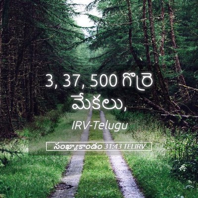 Picture 05 - సంఖ్యాకాండం 31:43 TELIRV - 3, 37, 500 గొర్రె - Bible Verse Picture
