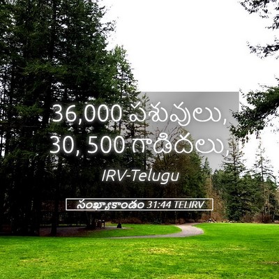 Picture 05 - సంఖ్యాకాండం 31:44 TELIRV - 36,000 పశువులు, 30, 500 - Bible Verse Picture