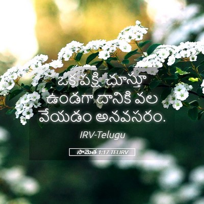 Picture 05 - సామెత 1:17 TELIRV - ఒక పక్షి చూస్తూ - Bible Verse Picture