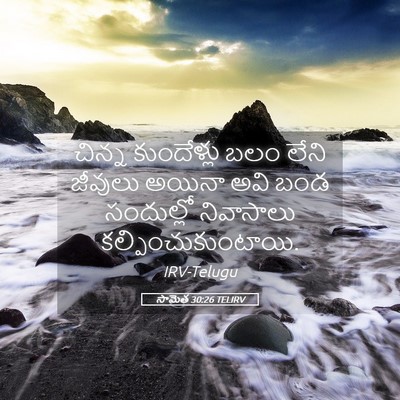 Picture 05 - సామెత 30:26 TELIRV - చిన్న కుందేళ్లు - Bible Verse Picture