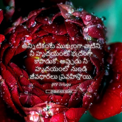 Picture 05 - సామెత 4:23 TELIRV - అన్నిటికంటే - Bible Verse Picture
