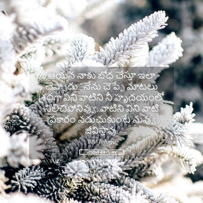Picture 05 - సామెత 4:4 TELIRV - ఆయన నాకు బోధ - Bible Verse Picture