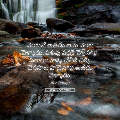 Picture 05 - సామెత 7:22 TELIRV - వెంటనే అతడు ఆమె - Bible Verse Picture