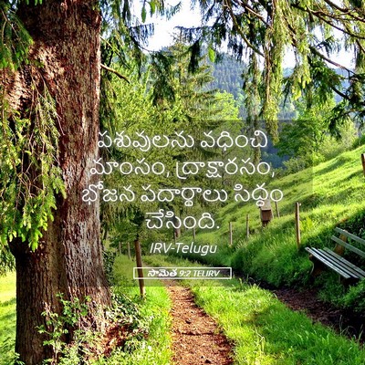 Picture 05 - సామెత 9:2 TELIRV - పశువులను వధించి - Bible Verse Picture