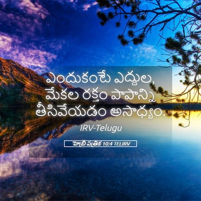 Picture 05 - హెబ్రీ పత్రిక 10:4 TELIRV - ఎందుకంటే ఎద్దుల, - Bible Verse Picture