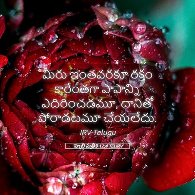 Picture 05 - హెబ్రీ పత్రిక 12:4 TELIRV - మీరు ఇంతవరకూ - Bible Verse Picture