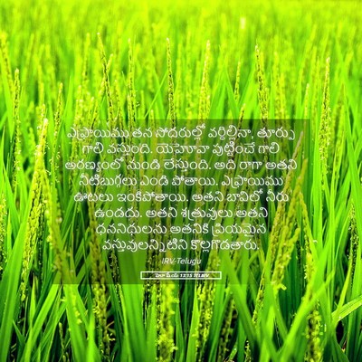 Picture 05 - హోషేయ 13:15 TELIRV - ఎఫ్రాయిము తన - Bible Verse Picture