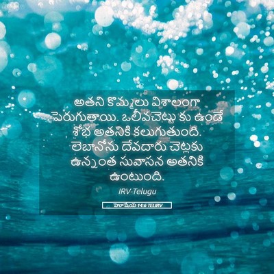Picture 05 - హోషేయ 14:6 TELIRV - అతని కొమ్మలు - Bible Verse Picture