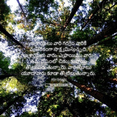 Picture 05 - హోషేయ 5:5 TELIRV - ఇశ్రాయేలు వారి - Bible Verse Picture