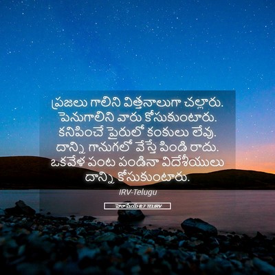 Picture 05 - హోషేయ 8:7 TELIRV - ప్రజలు గాలిని - Bible Verse Picture