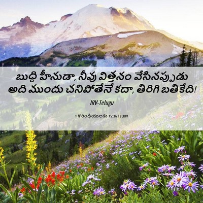 Picture 06 - 1 కొరింథీయులకు 15:36 TELIRV - బుద్ధి హీనుడా, - Bible Verse Picture